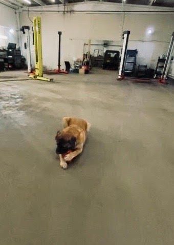 Fregus at the Garage